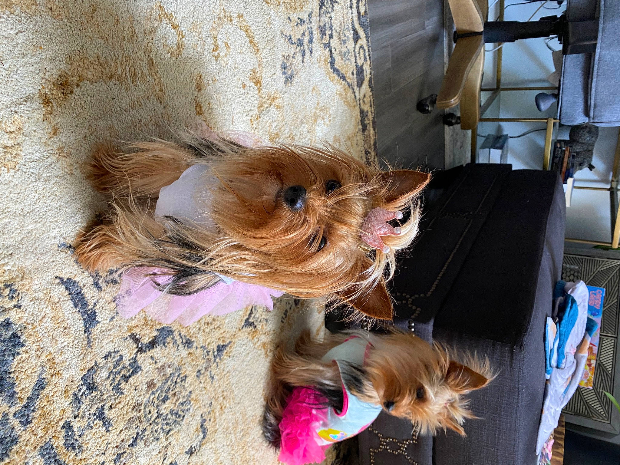 Blossom is registered to the contest to win money with this photo: carnivore, chair, collar, companion_dog, dog, dog_breed, dog_collar, dog_supply, fashion_accessory, fawn, leash, liver, pet_supply, small_terrier, snout, sporting_group, terrier, toy_dog, working_animal, yorkshire_terrier