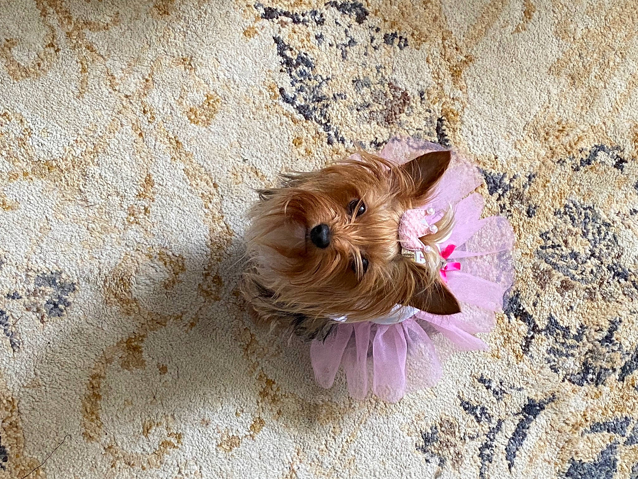 Blossom is registered to the contest to win money with this photo: canidae, carnivore, companion_dog, dog_breed, fawn, fur, liver, paw, petal, rodent, snout, soil, sporting_group, terrestrial_animal, toy, toy_dog, whiskers, wood, working_animal