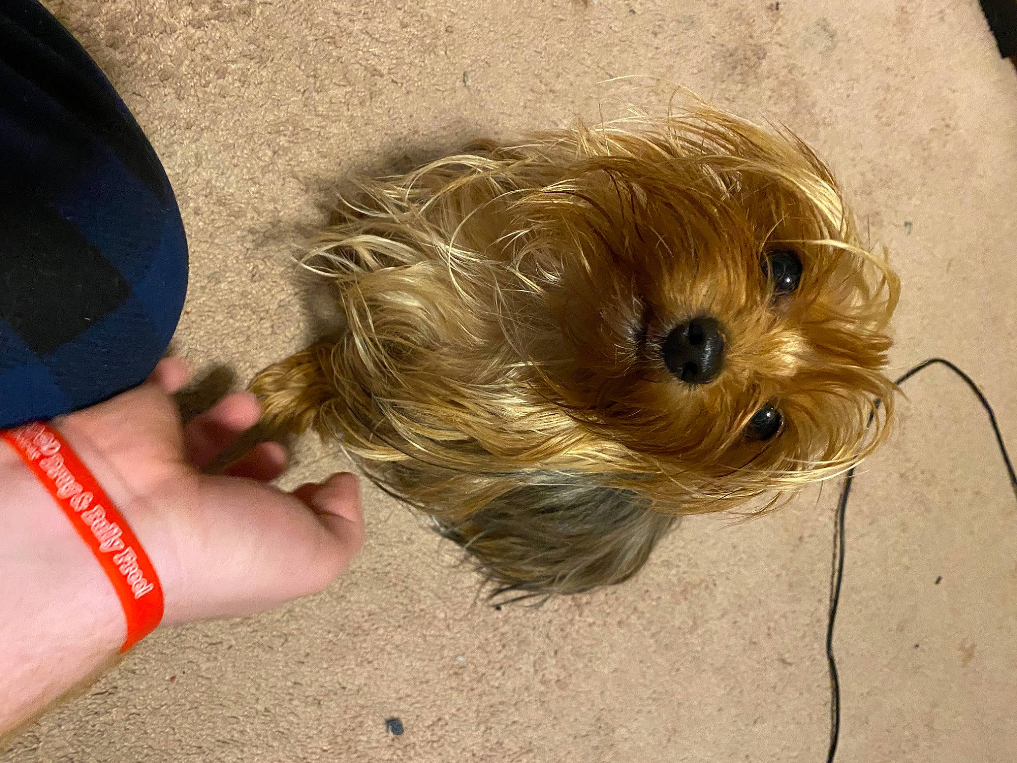 Blossom is registered to the contest to win money with this photo: canidae, carnivore, circle, companion_dog, dog, dog_breed, fawn, flooring, foot, fur, puppy, small_terrier, snout, sporting_group, terrier, thumb, toy_dog, working_animal