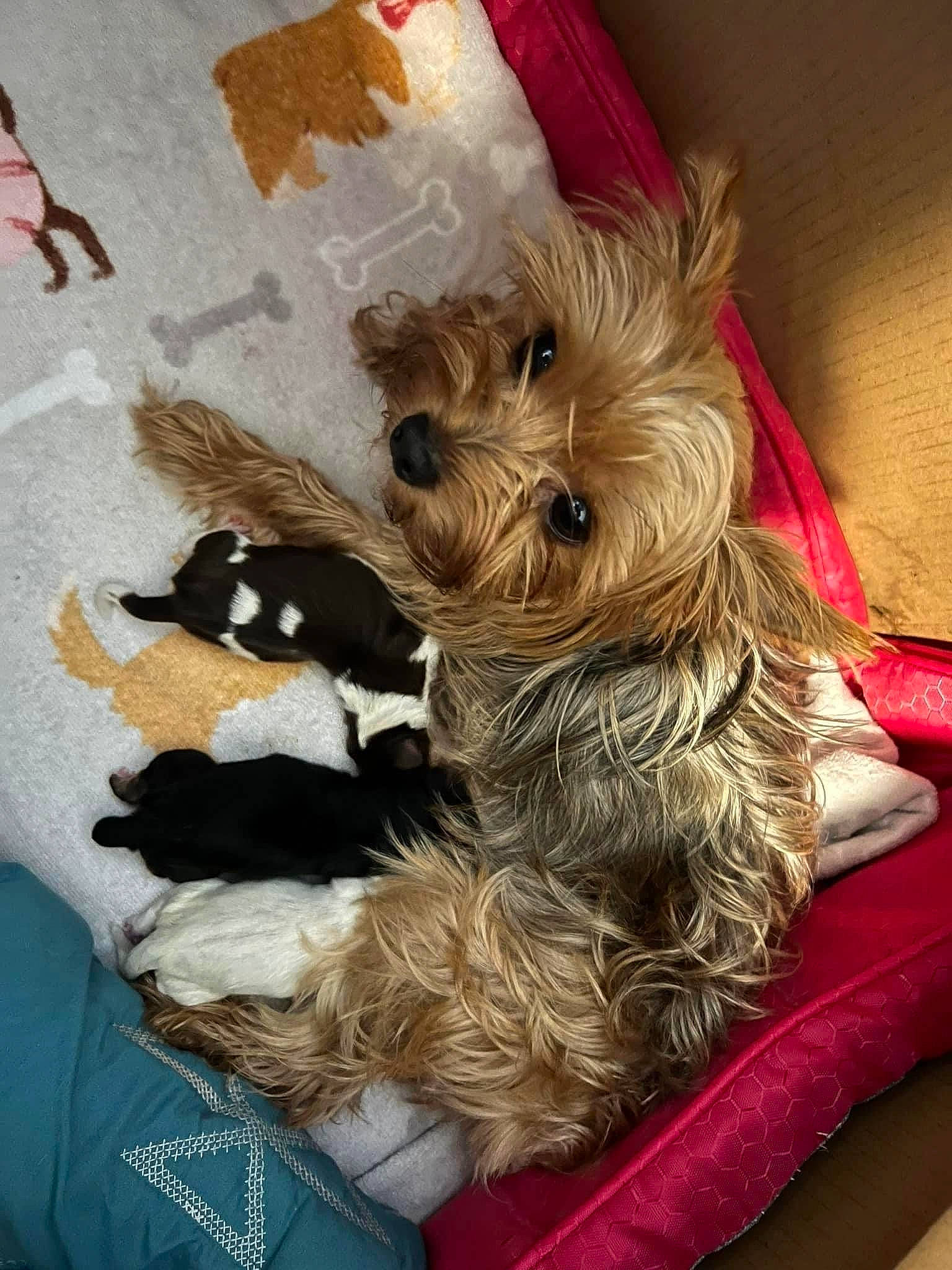 Blossom is registered to the contest to win money with this photo: biewer_terrier, carnivore, companion_dog, dog, dog_breed, dog_supply, fashion_accessory, fawn, fur, irish_terrier, liver, non_sporting_group, pet_supply, schnauzer, scottish_terrier, small_terrier, terrier, toy_dog, working_animal