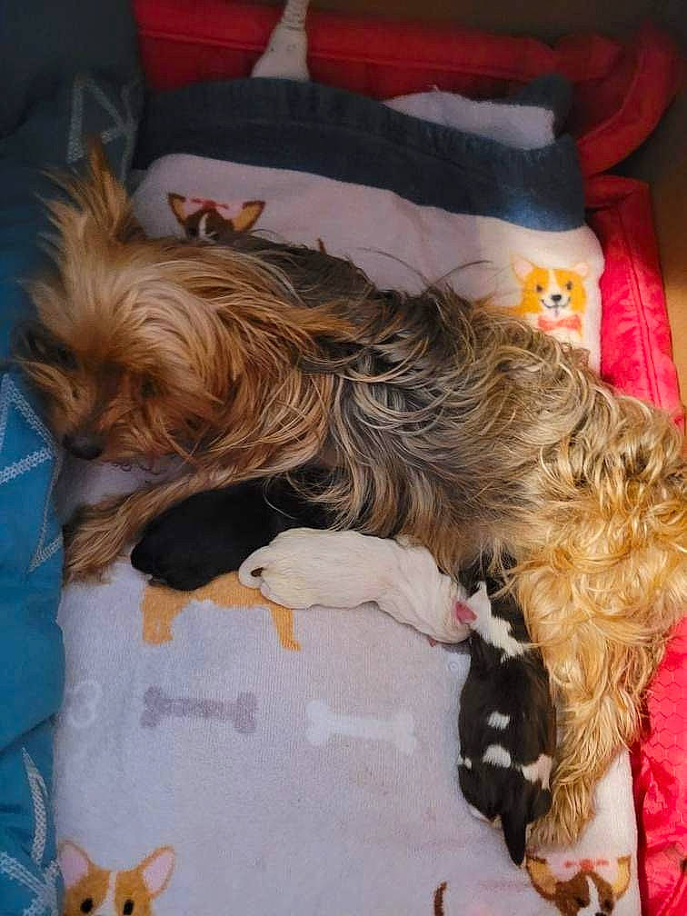 Blossom is registered to the contest to win money with this photo: australian_silky_terrier, canidae, carnivore, comfort, companion_dog, dog, dog_breed, dog_clothes, dog_supply, fur, liver, pet_supply, schnauzer, small_terrier, sporting_group, terrier, toy_dog, working_animal, yorkipoo, yorkshire_terrier