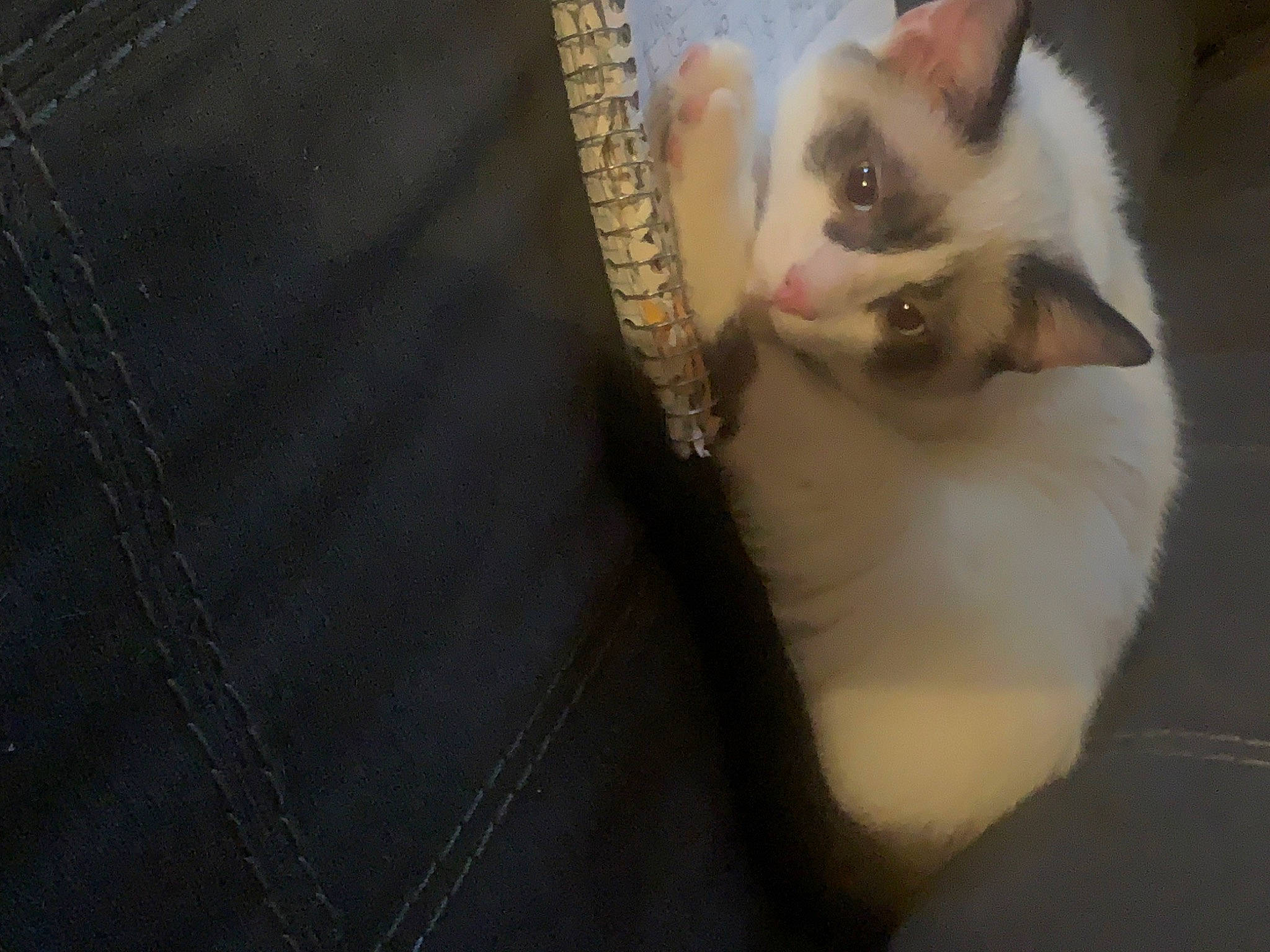 Journey joined the competition — help win amazing prizes! carnivore, cat, claw, comfort, darkness, denim, domestic_short_haired_cat, ear, eye, fawn, felidae, fur, grey, pattern, paw, small_to_medium_sized_cats, snout, tail, whiskers, wood