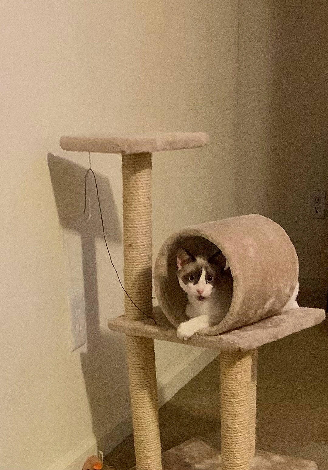 Journey joined the competition — help win amazing prizes! carnivore, cat, cat_bed, cat_furniture, cat_supply, comfort, fawn, felidae, flooring, furniture, outdoor_furniture, pet_supply, plywood, shelf, shelving, small_to_medium_sized_cats, table, tail, whiskers, wood