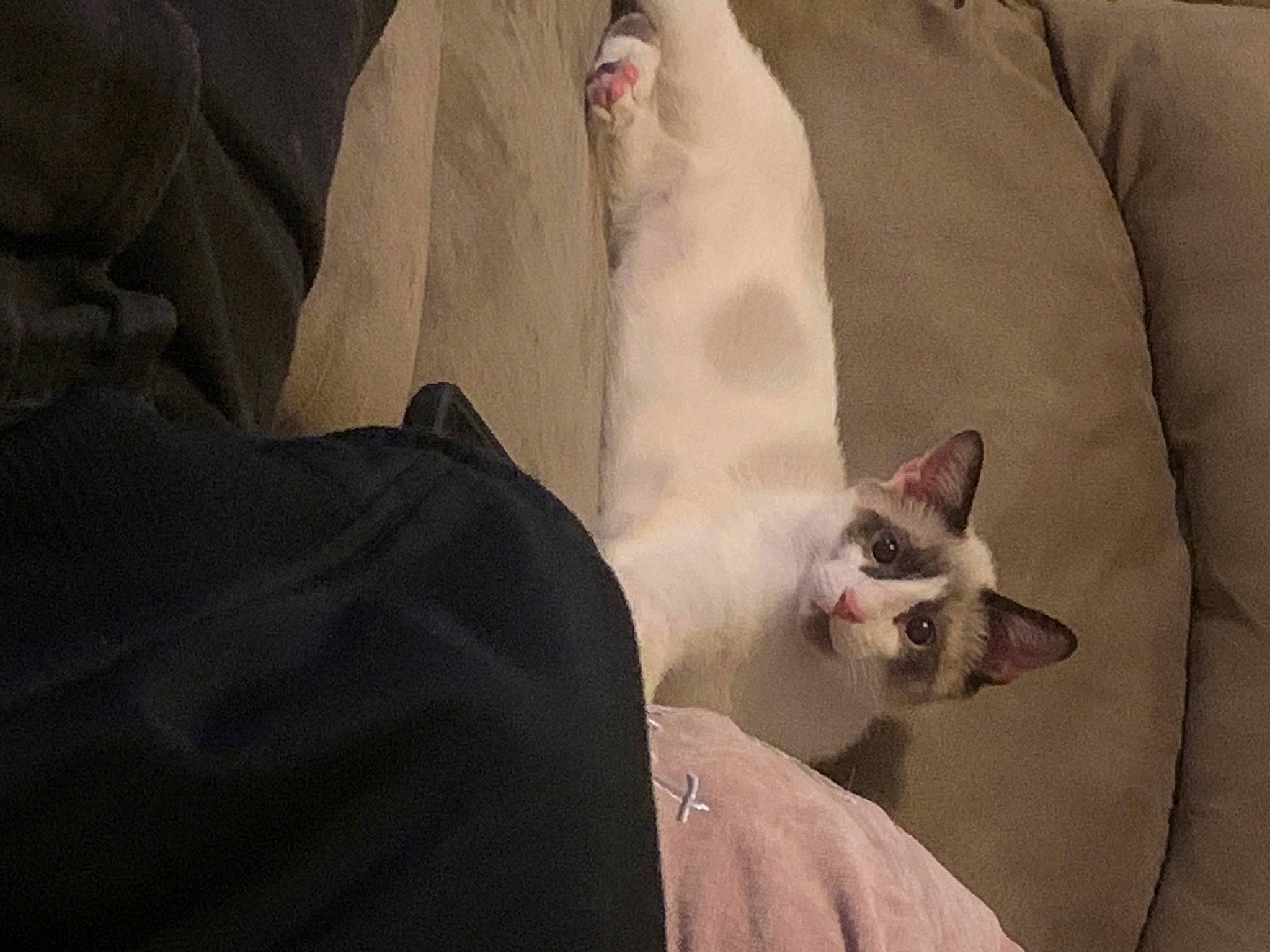 Journey joined the competition — help win amazing prizes! abdomen, bag, bedding, carnivore, cat, comfort, domestic_short_haired_cat, fawn, felidae, formal_wear, fur, grey, linens, musical_instrument, paw, sleeve, small_to_medium_sized_cats, snout, tail, whiskers