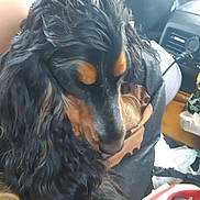 Tigrou a rejoint le concours — aidez-le/la à gagner de superbes lots ! animal, bag, black_fur, calm, car_interior, close_up, clutter, companion, dog, ears, fur, indoor, long_hair, muzzle, pet, relaxed, seat, snout, soft_light, tan_fur