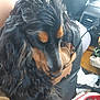animal, bag, black_fur, calm, car_interior, close_up, clutter, companion, dog, ears, fur, indoor, long_hair, muzzle, pet, relaxed, seat, snout, soft_light, tan_fur