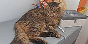 Tigrou participe au concours pour gagner de l'argent avec cette photo : abyssinian, angora, animal, box, brush, cat, desk, drawer, furniture, hardwood, indoors, kitten, manx, person, pet, plywood, shelf, sink, table, wood
