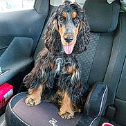 Vaya participe au concours pour gagner de l'argent avec cette photo : animal, backseat, black, booster_seat, car_door, car_interior, companion, cute, dog, domestic_animal, fur, happy, long_ears, pet, seat, tan, tongue_out, travel, vehicle, window