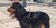 Vaya participe au concours pour gagner de l'argent avec cette photo : awning, black_and_tan, building, dog, fur, hand, leash, outdoor, panting, pavement, person, restaurant, shadow, shorts, sidewalk, street, summer, sunlight, urban, walking
