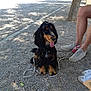 animal, black_dog, dog, gravel, leash, legs, long_ears, nature, outdoor, park, path, person, pet, shade, sitting, sneakers, summer, sunny, tongue_out, tree