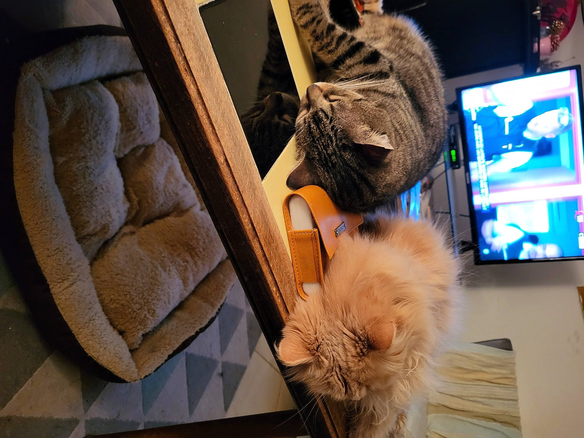 Léonie a rejoint le concours — aidez-le/la à gagner de superbes lots ! carnivore, cat, comfort, companion_dog, display_device, fawn, felidae, flooring, fur, fur_clothing, mammal, room, small_to_medium_sized_cats, tail, toy_dog, vertebrate, whiskers, window, wood, wool