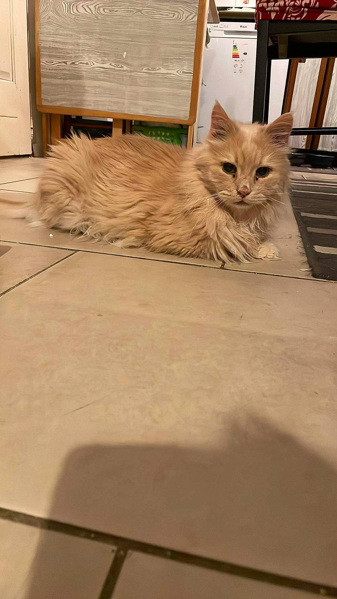 Léonie participe au concours pour gagner de l'argent avec cette photo : cabinetry, carnivore, cat, chair, chest_of_drawers, claw, domestic_short_haired_cat, fawn, felidae, flooring, fur, hardwood, paw, plant, road_surface, small_to_medium_sized_cats, tail, whiskers, window, wood