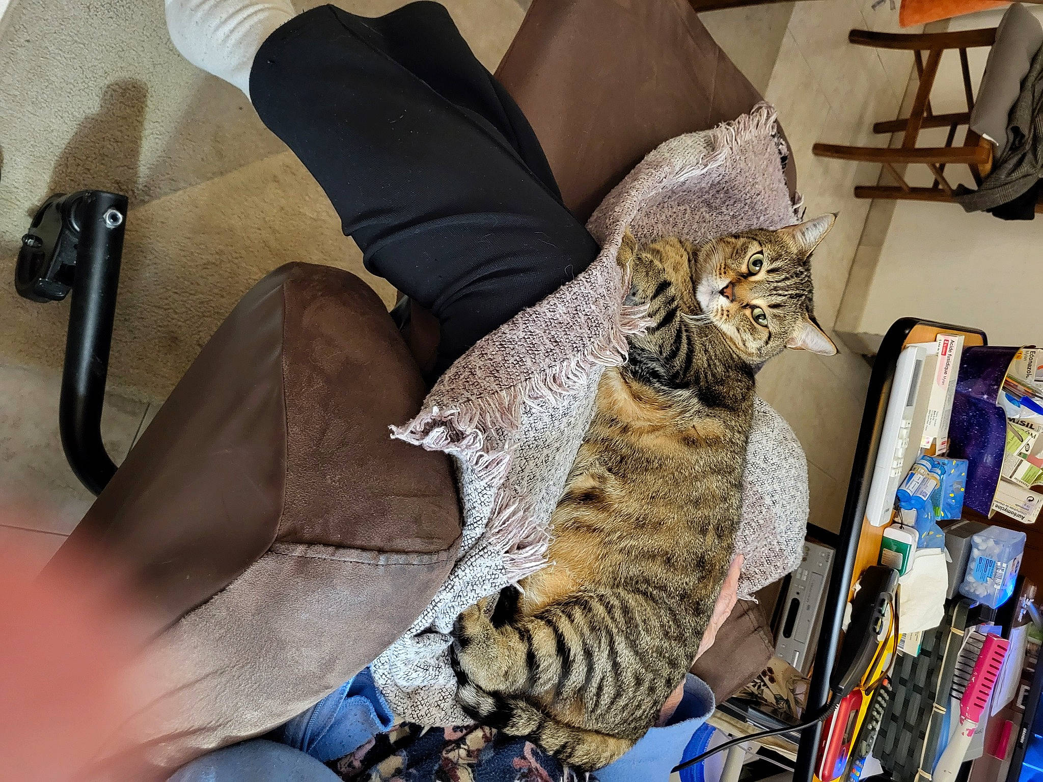 Woolite participe au concours pour gagner de l'argent avec cette photo : bag, carnivore, cat, claw, comfort, domestic_short_haired_cat, felidae, fur, human_leg, linens, luggage_and_bags, pattern, paw, room, sitting, small_to_medium_sized_cats, tail, thigh, whiskers