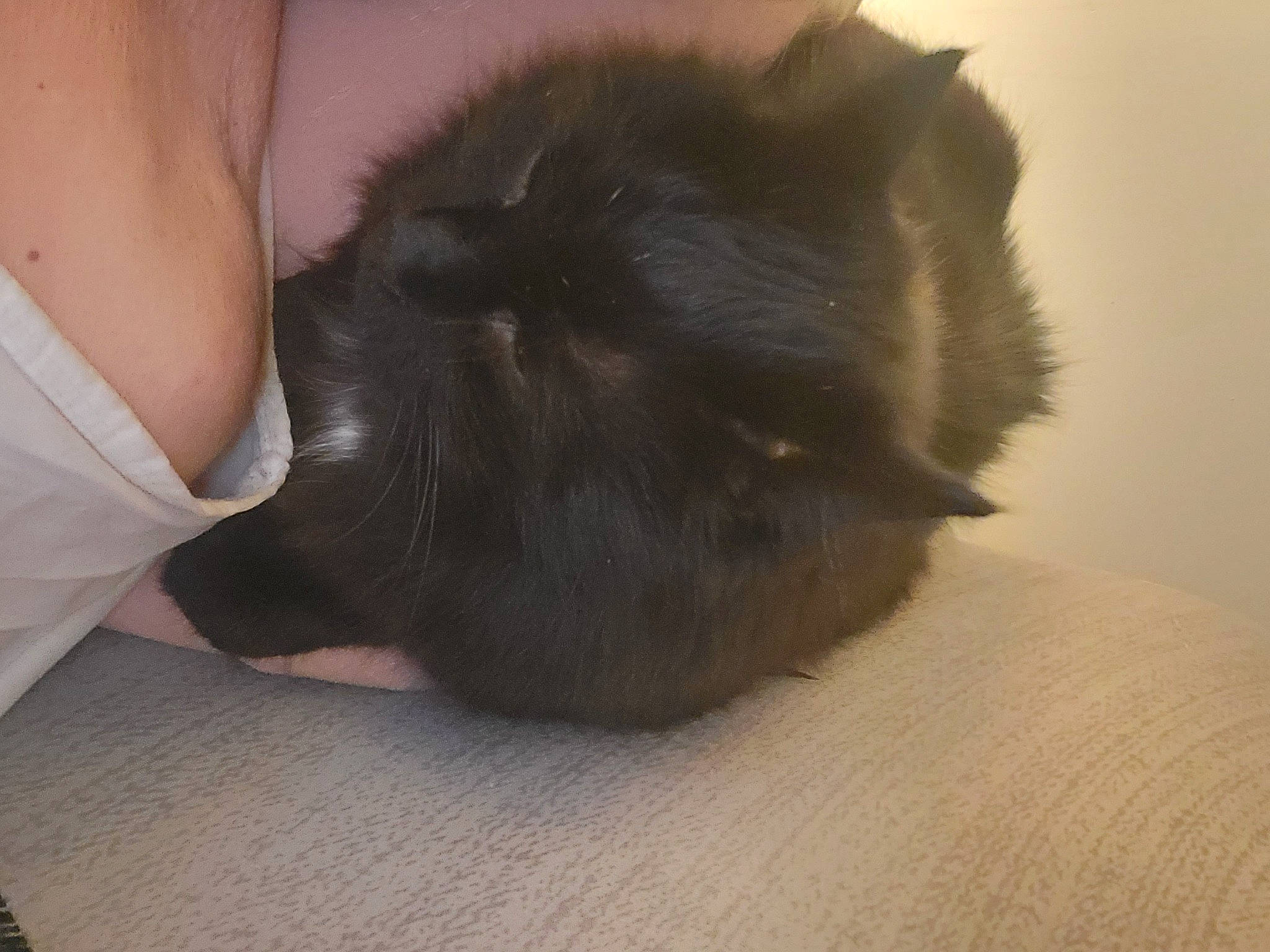 Tom-pouce participe au concours pour gagner de l'argent avec cette photo : abdomen, black_cat, carnivore, cat, claw, comfort, companion_dog, dog_breed, domestic_short_haired_cat, fawn, felidae, flooring, foot, fur, human_leg, paw, small_to_medium_sized_cats, tail, thigh, whiskers