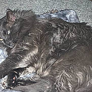 Smokey is registered to the contest to win money with this photo: cat, black_cat, feline, pet, sleeping, lying_down, fur, long_hair, whiskers, paws, blanket, indoor, close_up, ear, glowing_eyes, cozy, nap, resting, domestic_animal, fluffy