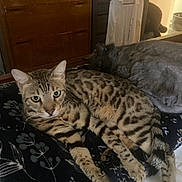 Roman joined the competition — help win amazing prizes! cat, tabby_cat, bengal_cat, gray_cat, bed, blanket, paws, whiskers, eyes, tail, furniture, dresser, shirt_on_hanger, indoor, pet, domestic_animal, lying_down, resting, portrait, cozy