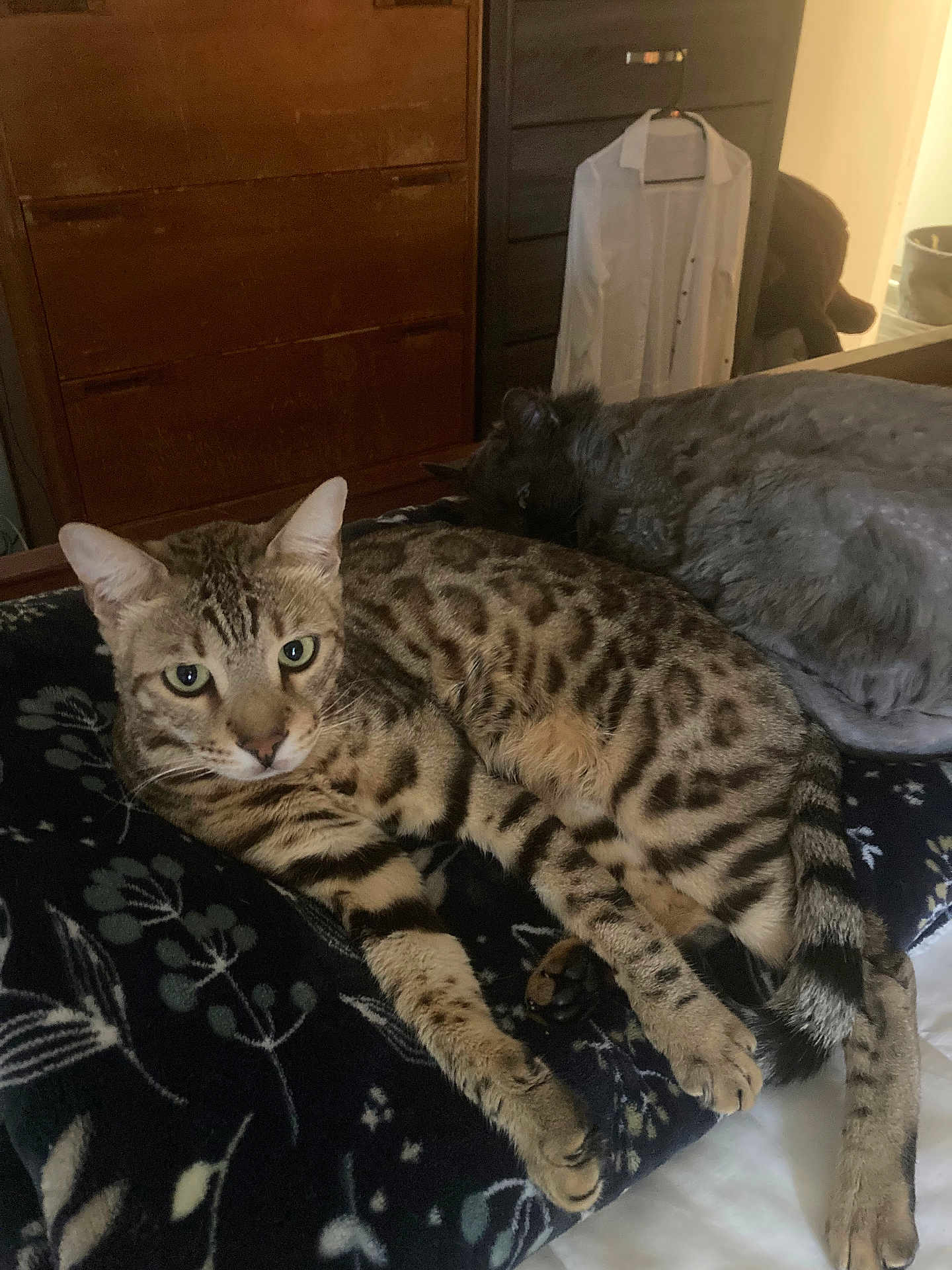 Roman joined the competition — help win amazing prizes! cat, tabby_cat, bengal_cat, gray_cat, bed, blanket, paws, whiskers, eyes, tail, furniture, dresser, shirt_on_hanger, indoor, pet, domestic_animal, lying_down, resting, portrait, cozy