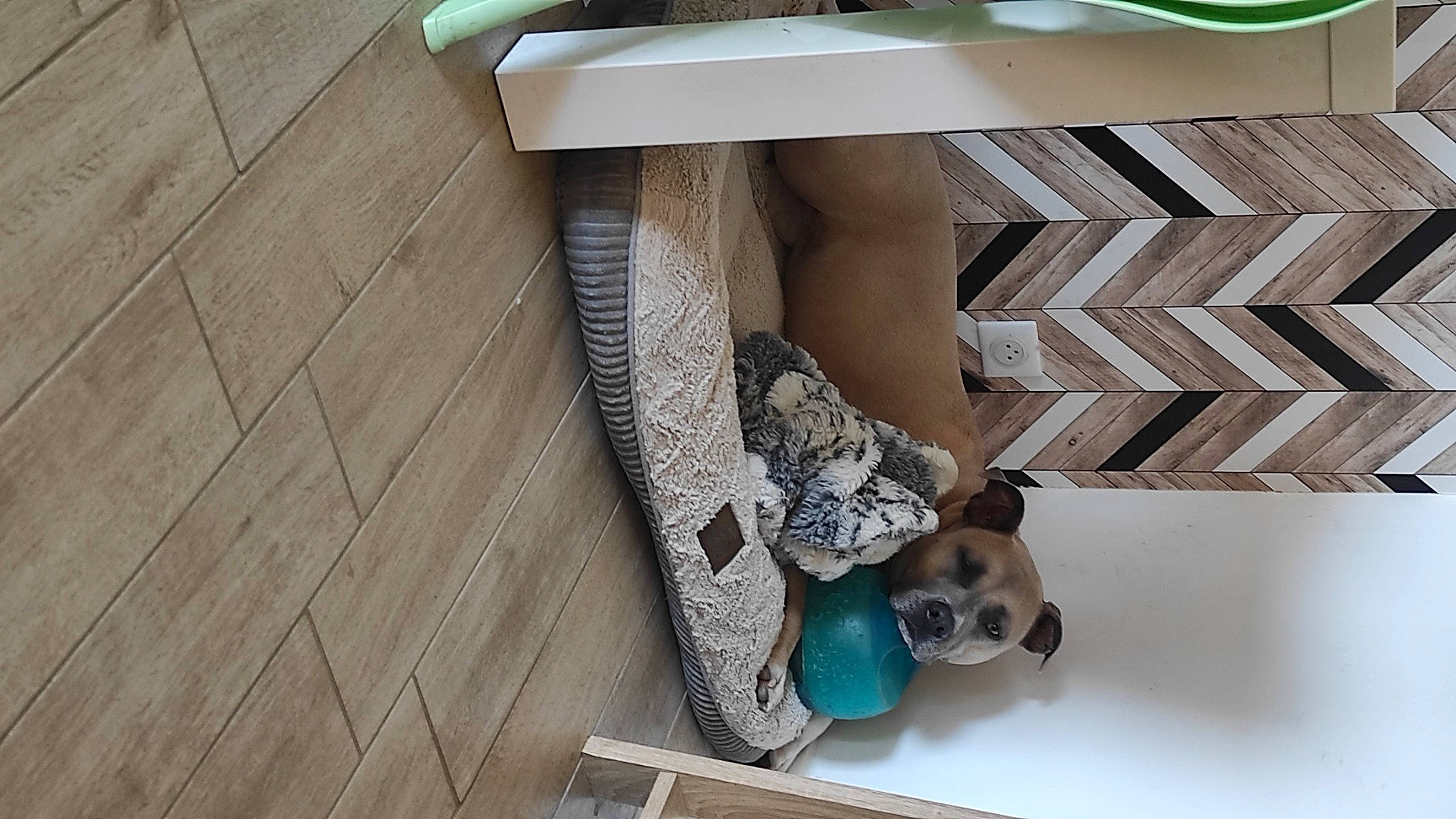 Reez participe au concours pour gagner de l'argent avec cette photo : beige, carnivore, companion_dog, dog, fashion_accessory, fawn, flooring, font, hardwood, linens, metal, pattern, plywood, rectangle, room, shelf, shelving, table, tie, wood