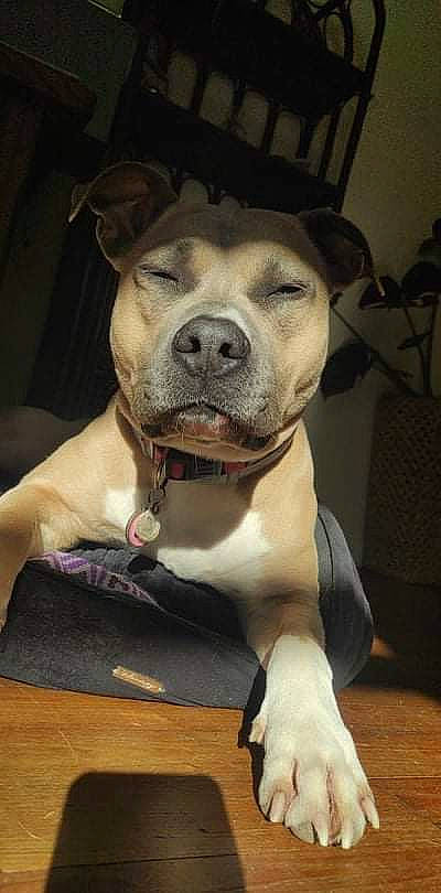 Reez participe au concours pour gagner de l'argent avec cette photo : canidae, carnivore, collar, companion_dog, dog, dog_breed, dog_collar, fawn, fur, guard_dog, molosser, non_sporting_group, pet_supply, snout, sporting_group, terrestrial_animal, whiskers, working_animal, working_dog