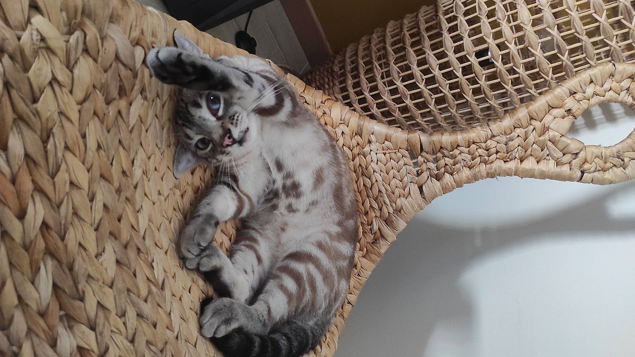 Pixou participe au concours pour gagner de l'argent avec cette photo : art, artifact, bronze, carnivore, carving, cat, felidae, fur, metal, pattern, sculpture, small_to_medium_sized_cats, statue, steel, tail, terrestrial_animal, vertebrate, visual_arts, whiskers, wood