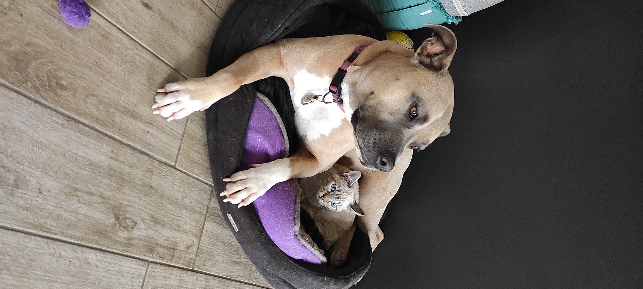 Pixou a rejoint le concours — aidez-le/la à gagner de superbes lots ! adventure, canidae, carnivore, collar, companion_dog, dog, dog_breed, dog_collar, dog_supply, fawn, guard_dog, hardwood, magenta, paw, pet_supply, snout, sporting_group, toy_dog, wood, working_animal