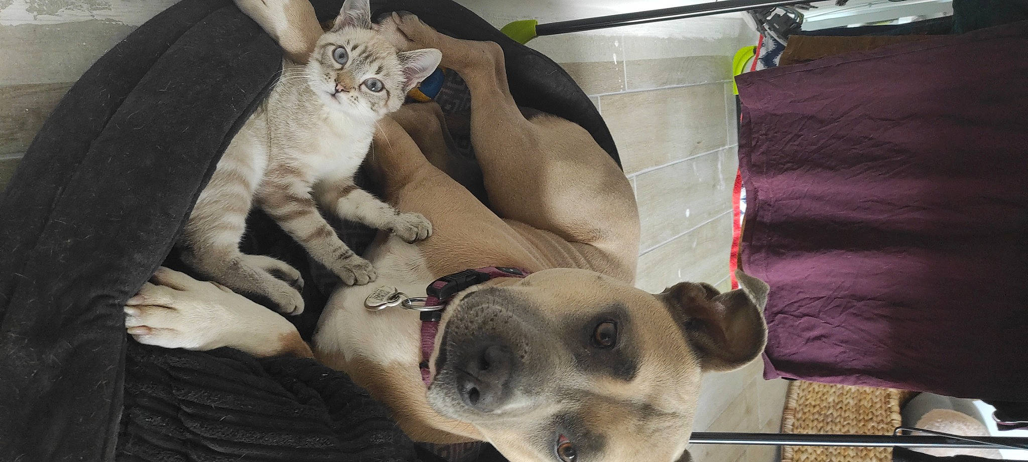 Pixou participe au concours pour gagner de l'argent avec cette photo : bone, canidae, carnivore, cat, comfort, companion_dog, dog, dog_breed, fawn, felidae, foot, fur, paw, pet_supply, small_to_medium_sized_cats, snout, terrestrial_animal, whiskers, wildlife, working_animal