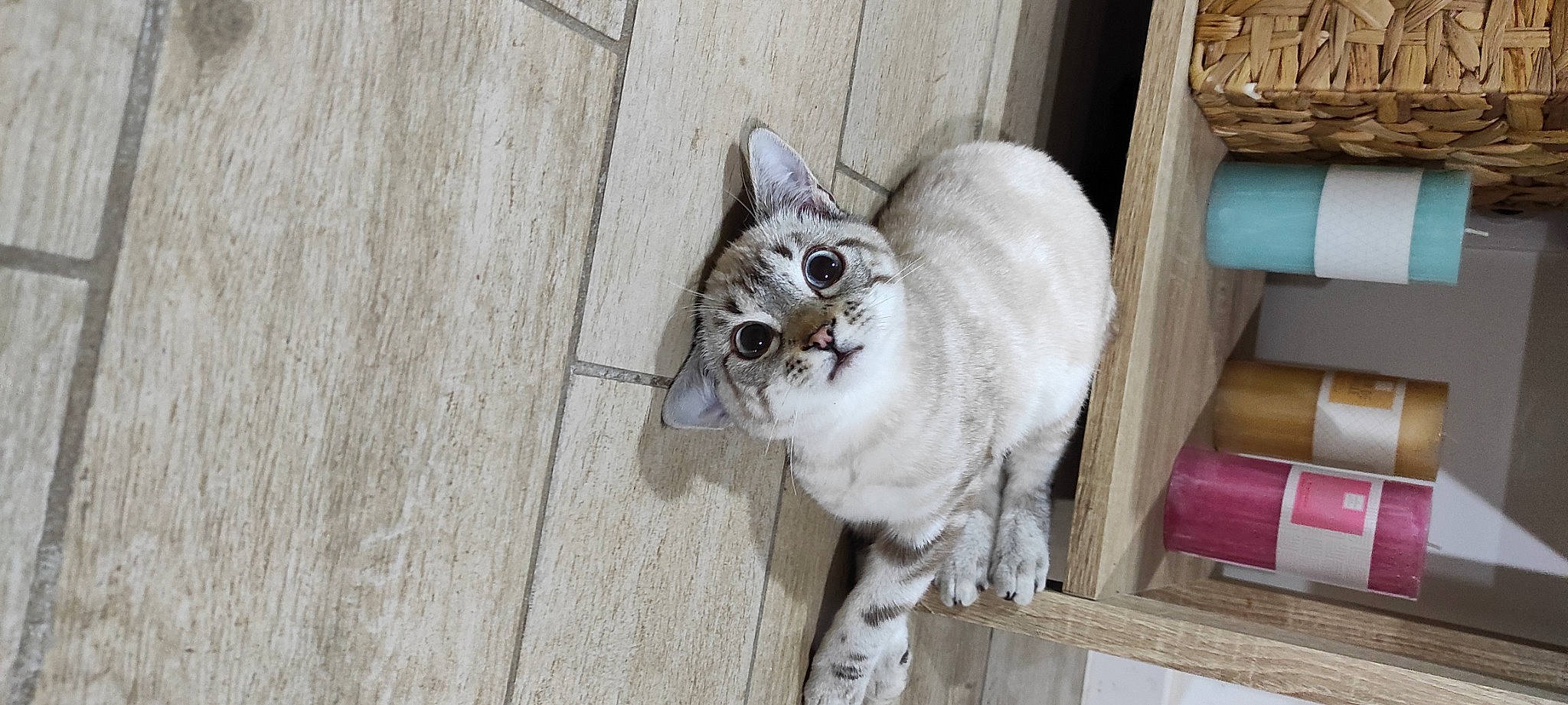 Pixou participe au concours pour gagner de l'argent avec cette photo : animal_shelter, carnivore, cat, domestic_short_haired_cat, door, fawn, felidae, flooring, fur, grey, hardwood, small_to_medium_sized_cats, snout, tail, terrestrial_animal, vertebrate, whiskers, wood