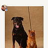 Kalani joined the competition — help win amazing prizes! dog, rottweiler, small_dog, fluffy_dog, pet, animal, portrait, studio, leash, sitting, happy, tongue_out, brown, black, orange, canine, friendship, companion, indoor, cute