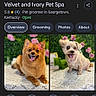 Kalani joined the competition — help win amazing prizes! smartphone, screenshot, google_search, dog, pet_spa, flower, flower_crown, brown_dog, white_dog, text, icons, navigation_bar, app_interface, search_bar, green_background, pet_grooming, happy_dog, animal, portrait, technology