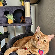 Obi One Katnobi is registered to the contest to win money with this photo: animal, cat, cat_tree, closeup, collar, comfortable, cozy, ears, feline, fur, home, indoor, orange_tabby, pet, pineapple_toy, relaxed, resting, tag, toy, whiskers