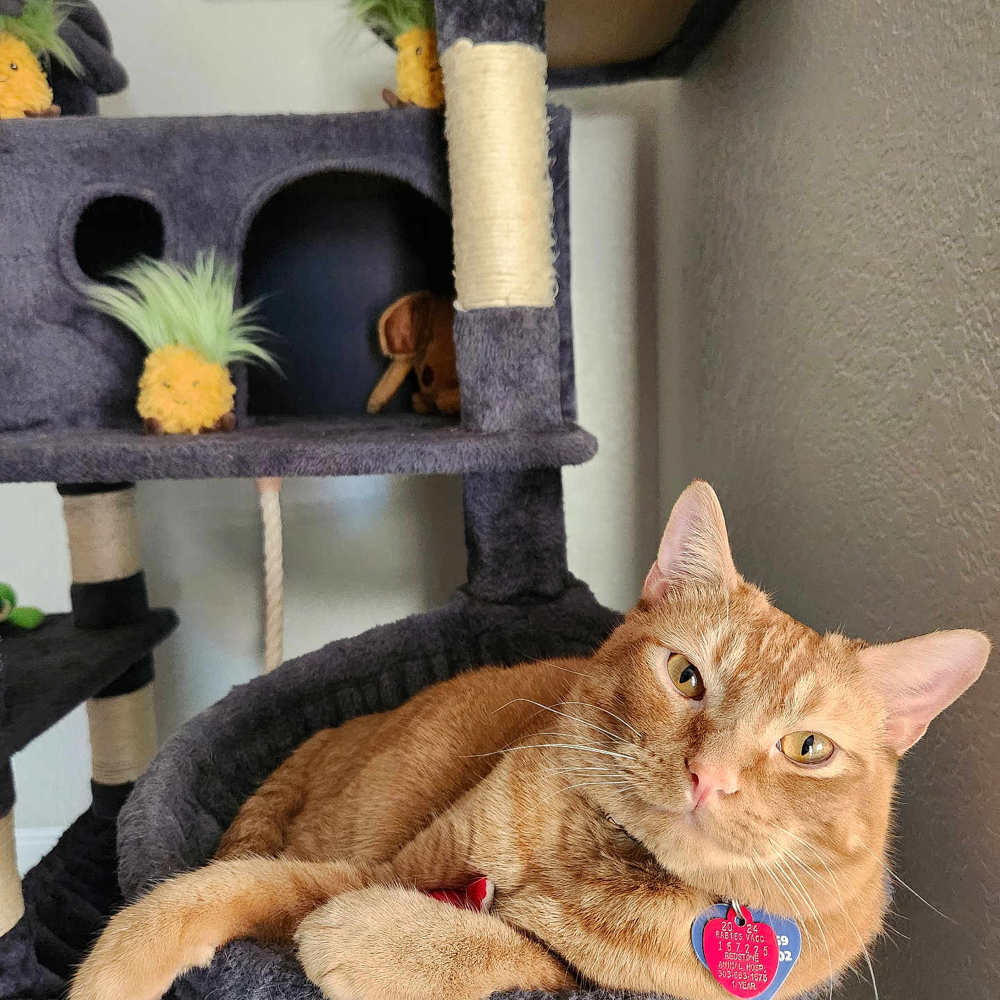Obi One Katnobi is registered to the contest to win money with this photo: animal, cat, cat_tree, closeup, collar, comfortable, cozy, ears, feline, fur, home, indoor, orange_tabby, pet, pineapple_toy, relaxed, resting, tag, toy, whiskers