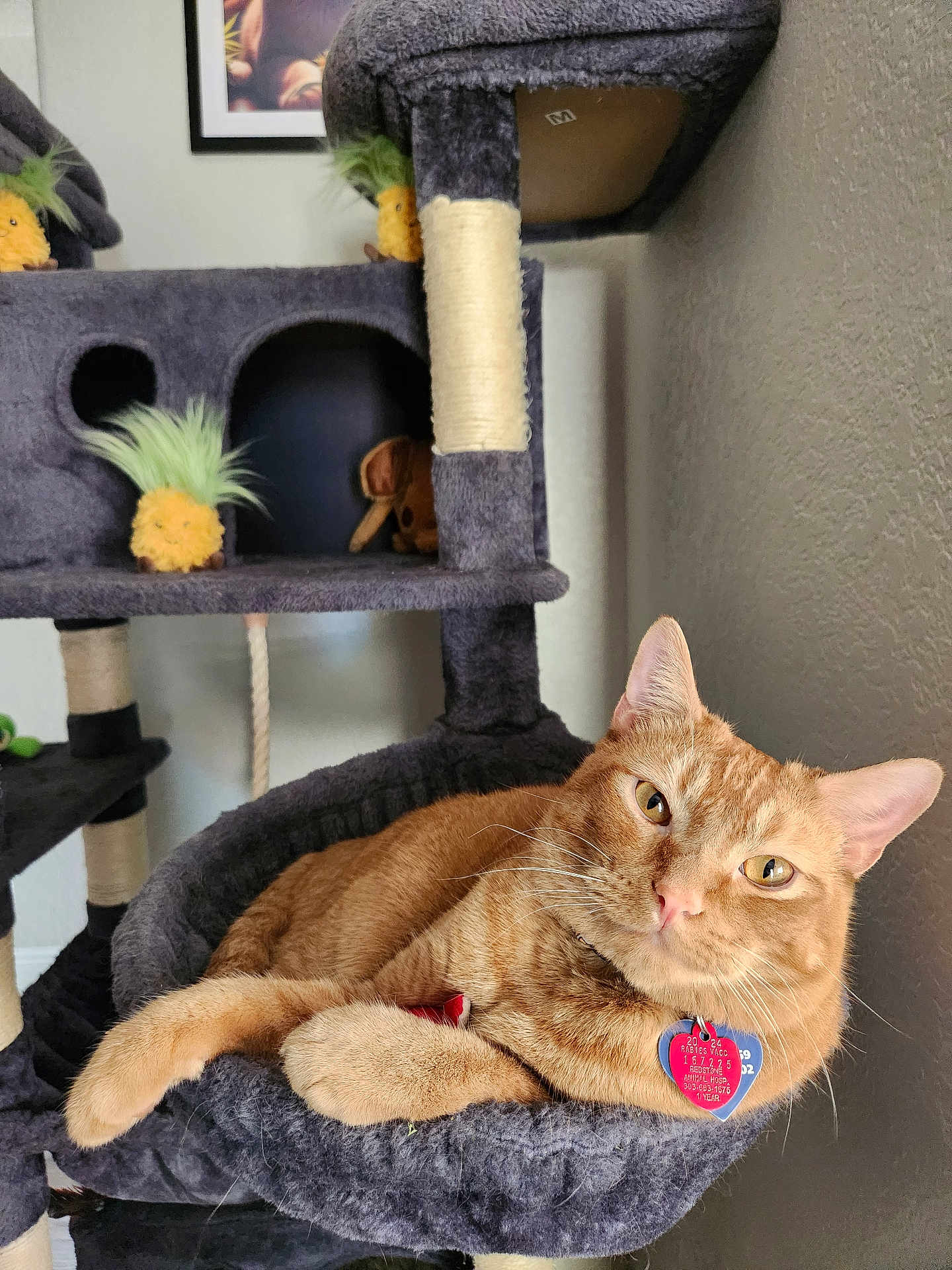 Obi One Katnobi is registered to the contest to win money with this photo: animal, cat, cat_tree, closeup, collar, comfortable, cozy, ears, feline, fur, home, indoor, orange_tabby, pet, pineapple_toy, relaxed, resting, tag, toy, whiskers