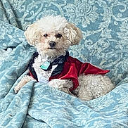 Nippsey is registered to the contest to win money with this photo: dog, small_dog, white_dog, curly_fur, pet, tuxedo_outfit, clothing, blanket, couch, indoor, resting, cute, fluffy, cozy, portrait, animal, domestic_animal, fur, sitting, relaxed