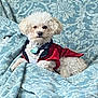 dog, small_dog, white_dog, curly_fur, pet, tuxedo_outfit, clothing, blanket, couch, indoor, resting, cute, fluffy, cozy, portrait, animal, domestic_animal, fur, sitting, relaxed