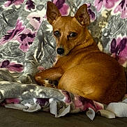 Lola Marie is registered to the contest to win money with this photo: dog, canine, pet, tan_fur, short_hair, pointed_ears, lying_down, lounging, portrait, indoors, blanket, floral_pattern, couch, brown, animal, relaxed, alert, looking_at_camera, cozy, home