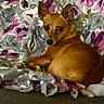 dog, canine, pet, tan_fur, short_hair, pointed_ears, lying_down, lounging, portrait, indoors, blanket, floral_pattern, couch, brown, animal, relaxed, alert, looking_at_camera, cozy, home