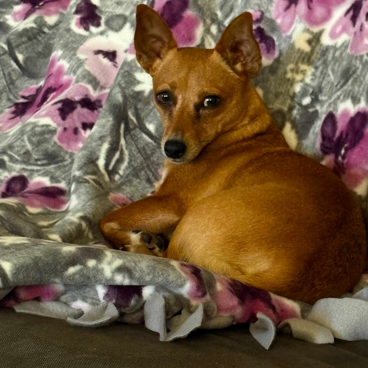 Lola Marie is registered to the contest to win money with this photo: dog, canine, pet, tan_fur, short_hair, pointed_ears, lying_down, lounging, portrait, indoors, blanket, floral_pattern, couch, brown, animal, relaxed, alert, looking_at_camera, cozy, home