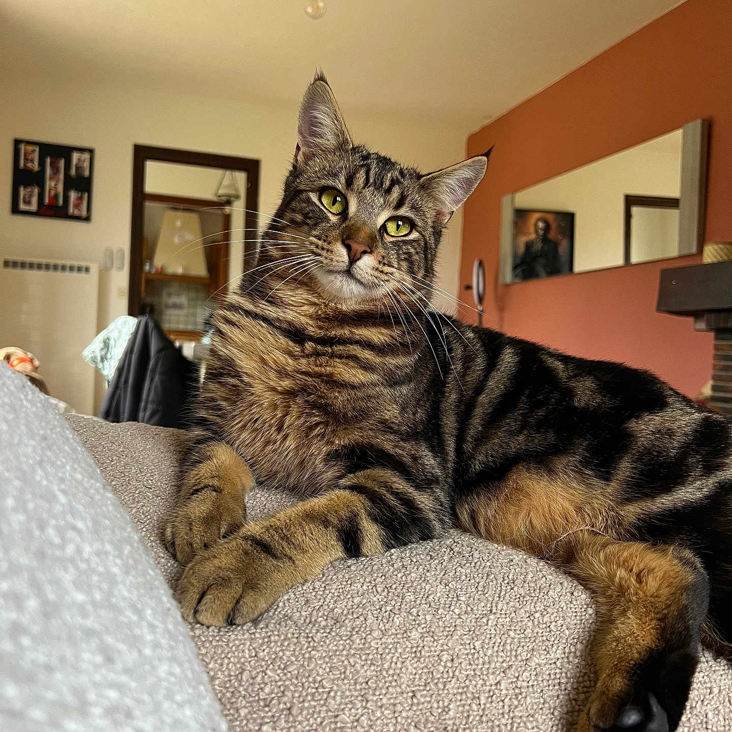 Volt a rejoint le concours — aidez-le/la à gagner de superbes lots ! abyssinian, animal, architecture, art, building, cat, couch, furniture, hardwood, indoors, interiordesign, livingroom, manx, painting, person, pet, photoframe, room, shelf, wood