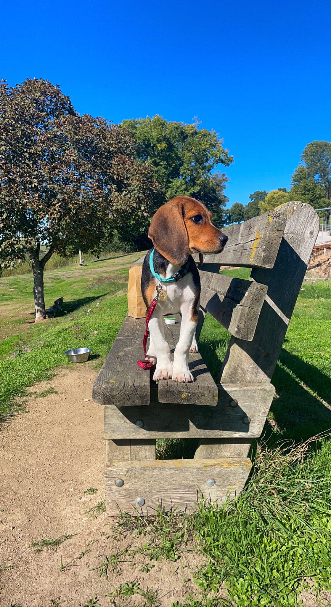 Taiko a rejoint le concours — aidez-le/la à gagner de superbes lots ! art, canidae, carnivore, collar, companion_dog, dog, dog_breed, dog_supply, fawn, garden, grass, landscape, leisure, memorial, plant, sculpture, sky, sporting_group, tree, working_animal