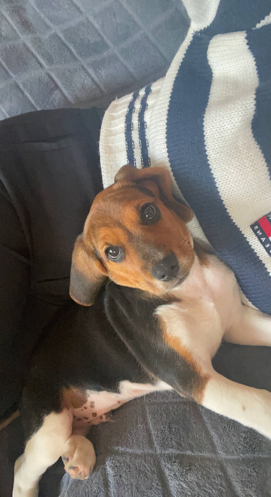 Taiko a rejoint le concours — aidez-le/la à gagner de superbes lots ! canidae, carnivore, comfort, companion_dog, couch, dog, dog_breed, dog_supply, fawn, fur, hound, liver, paw, pet_supply, puppy, scent_hound, snout, sporting_group, whiskers, working_animal