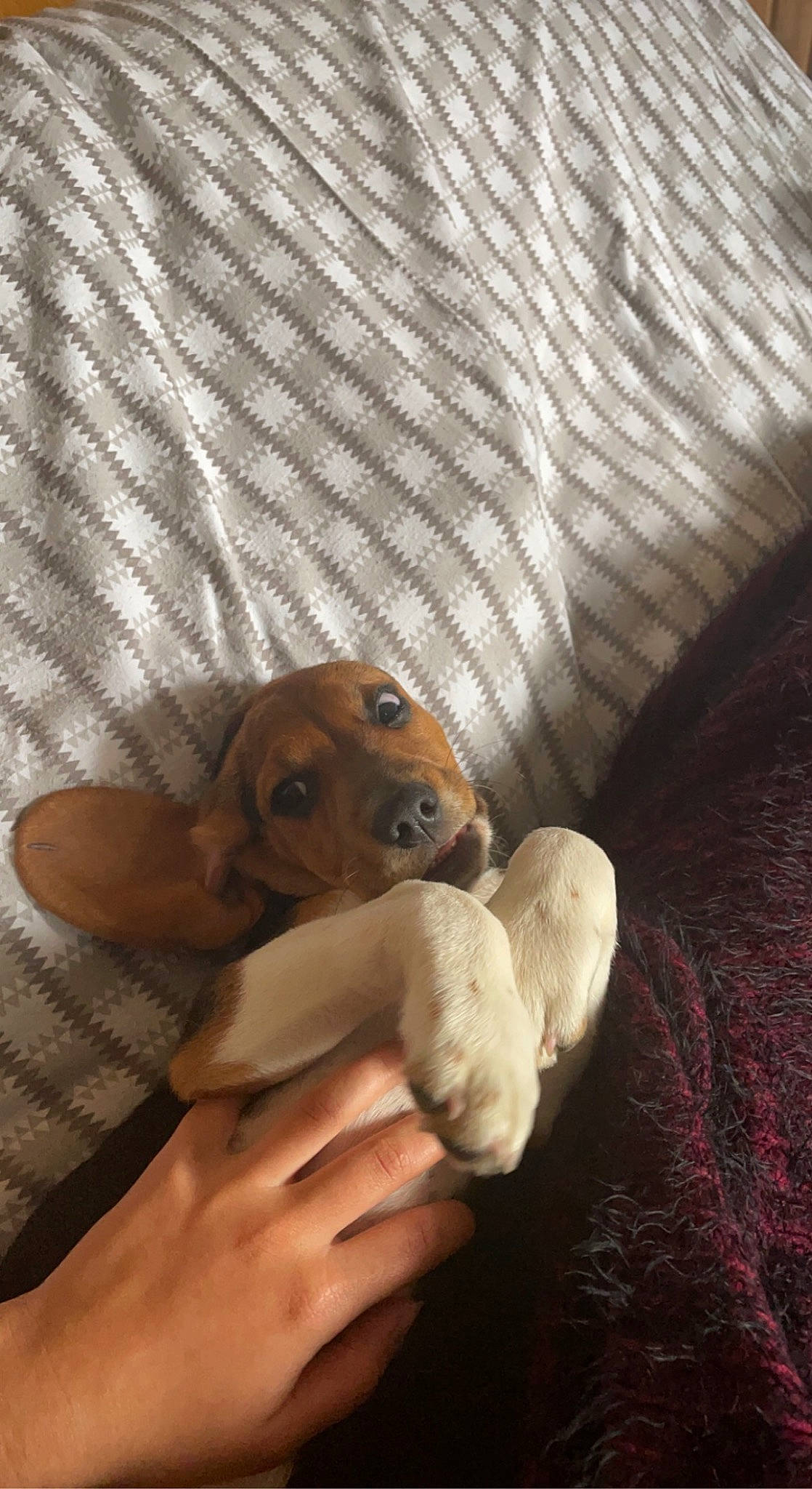 Taiko participe au concours pour gagner de l'argent avec cette photo : canidae, carnivore, comfort, companion_dog, dog, dog_breed, fawn, flooring, football, hardwood, plush, retriever, snout, sporting_group, stuffed_toy, teddy_bear, toy, whiskers, wood, working_animal