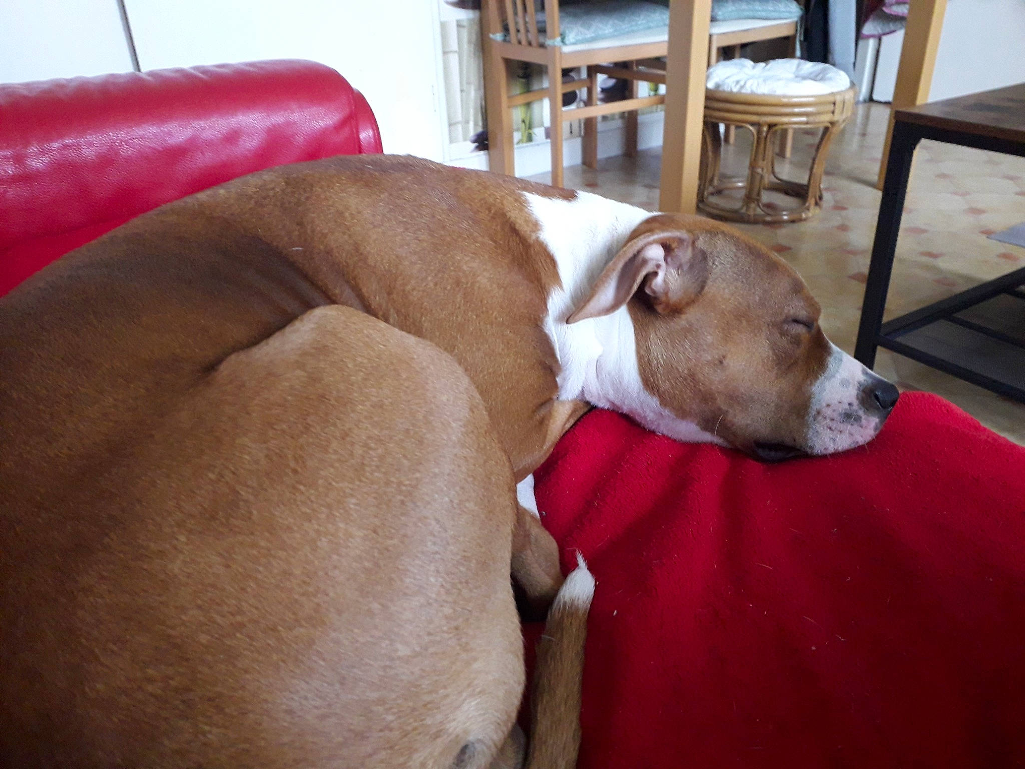 Preya a rejoint le concours — aidez-le/la à gagner de superbes lots ! american_pit_bull_terrier, american_staffordshire_terrier, canidae, carnivore, companion_dog, dog, dog_breed, ear, fawn, mammal, non_sporting_group, pit_bull, snout, sporting_group, vertebrate