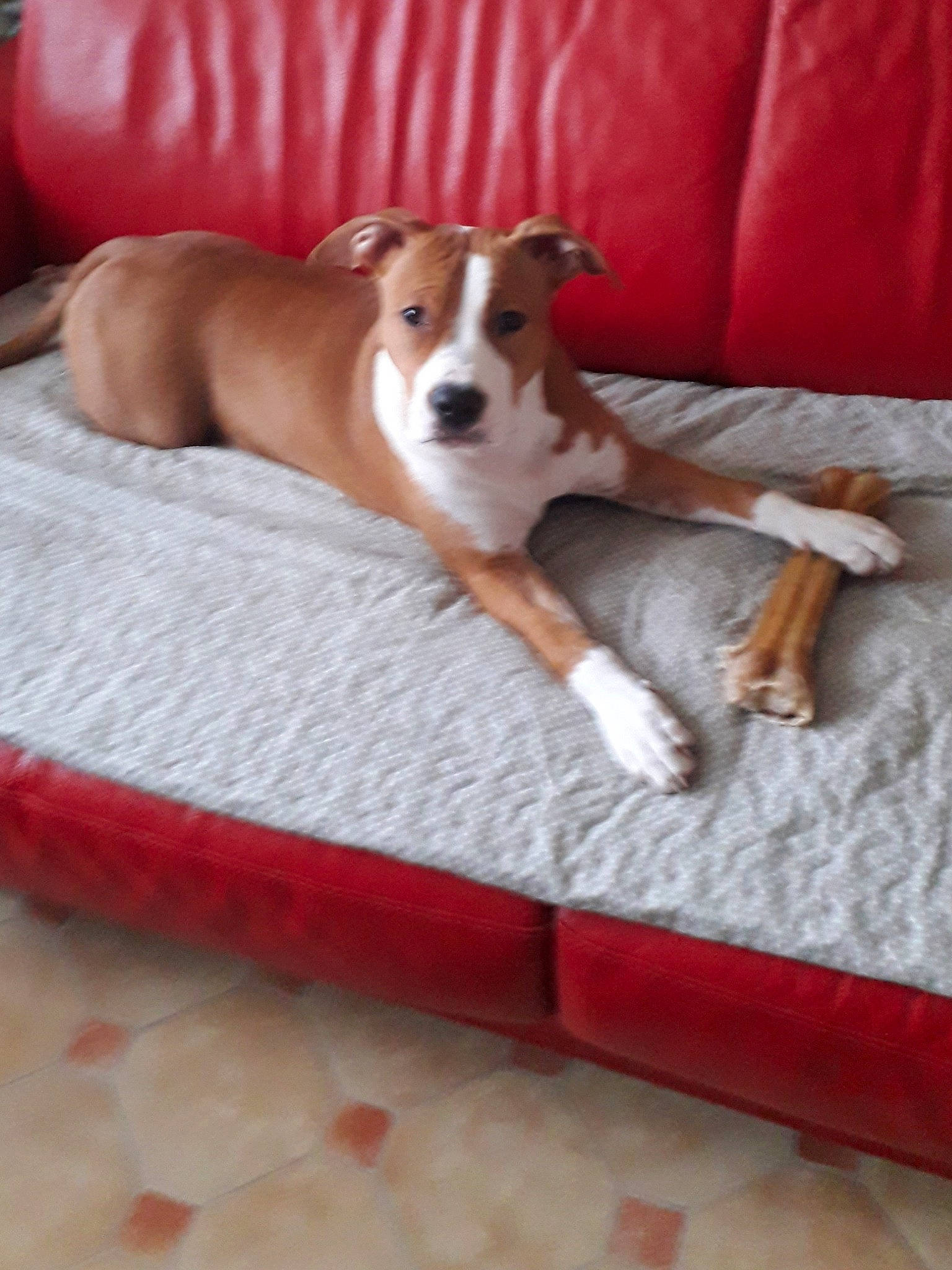 Preya a rejoint le concours — aidez-le/la à gagner de superbes lots ! american_staffordshire_terrier, basenji, canidae, carnivore, companion_dog, dog, dog_breed, fawn, mammal, paw, puppy, tail, vertebrate