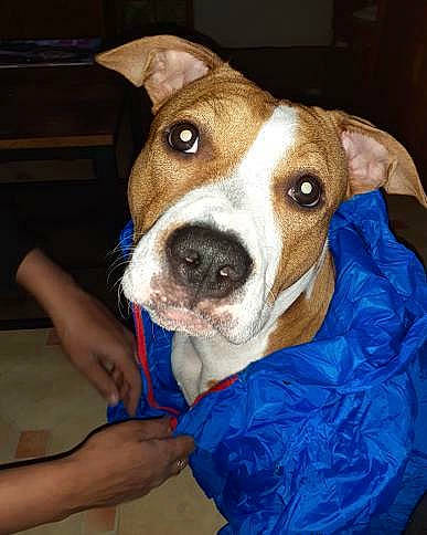 Preya participe au concours pour gagner de l'argent avec cette photo : american_pit_bull_terrier, american_staffordshire_terrier, canidae, carnivore, companion_dog, dog, dog_breed, ear, fawn, feist, jack_russell_terrier, mammal, nose, pit_bull, snout, terrier, vertebrate, whiskers