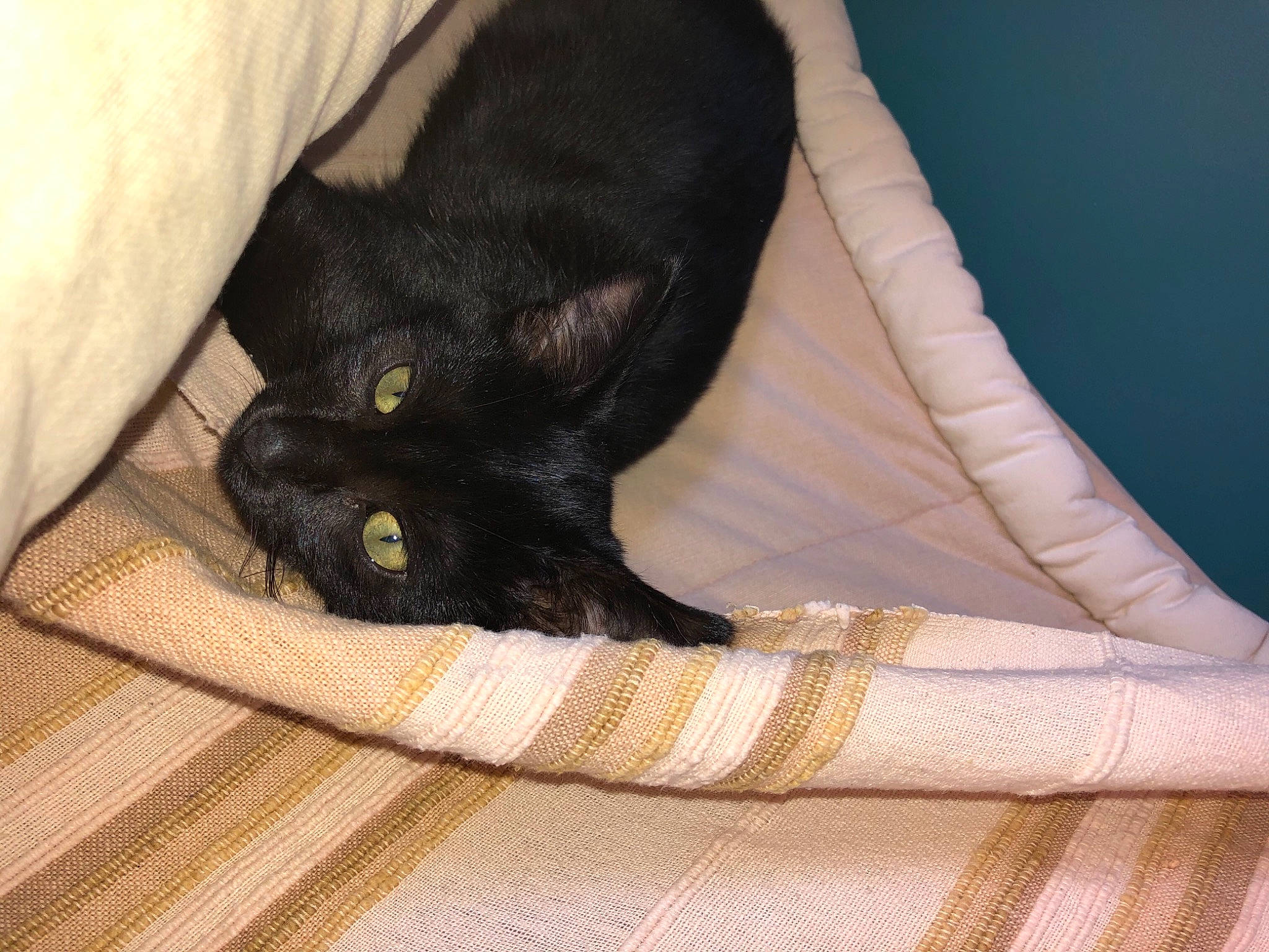 Pixou participe au concours pour gagner de l'argent avec cette photo : asian, black, black_cat, bombay, carnivore, cat, comfort, domestic_short_haired_cat, ear, fawn, felidae, fur, leg, small_to_medium_sized_cats, tail, whiskers