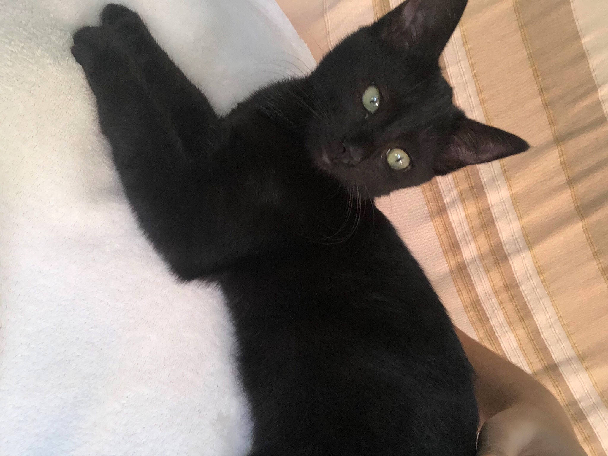 Pixou a rejoint le concours — aidez-le/la à gagner de superbes lots ! asian, black, black_cat, bombay, carnivore, cat, claw, domestic_short_haired_cat, felidae, fur, hand, kitten, polydactyl_cat, small_to_medium_sized_cats, snout, tail, whiskers