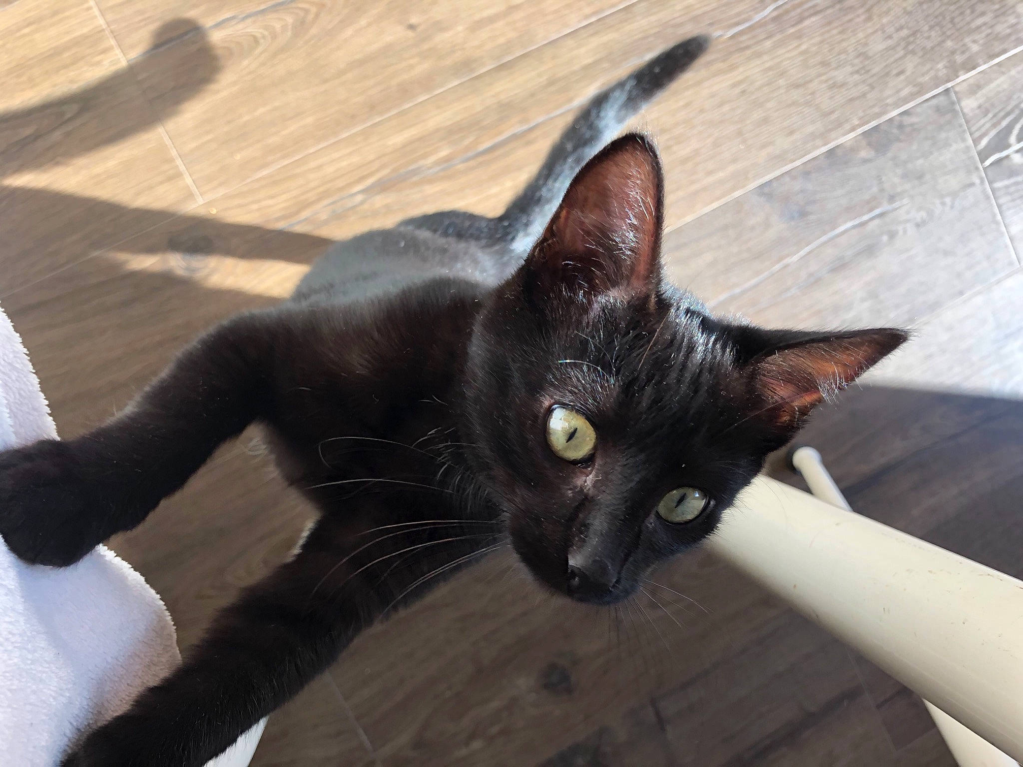 Pixou a rejoint le concours — aidez-le/la à gagner de superbes lots ! asian, black_cat, bombay, burmese, carnivore, cat, felidae, havana_brown, javanese, mammal, oriental_longhair, oriental_shorthair, small_to_medium_sized_cats, tail, vertebrate, whiskers