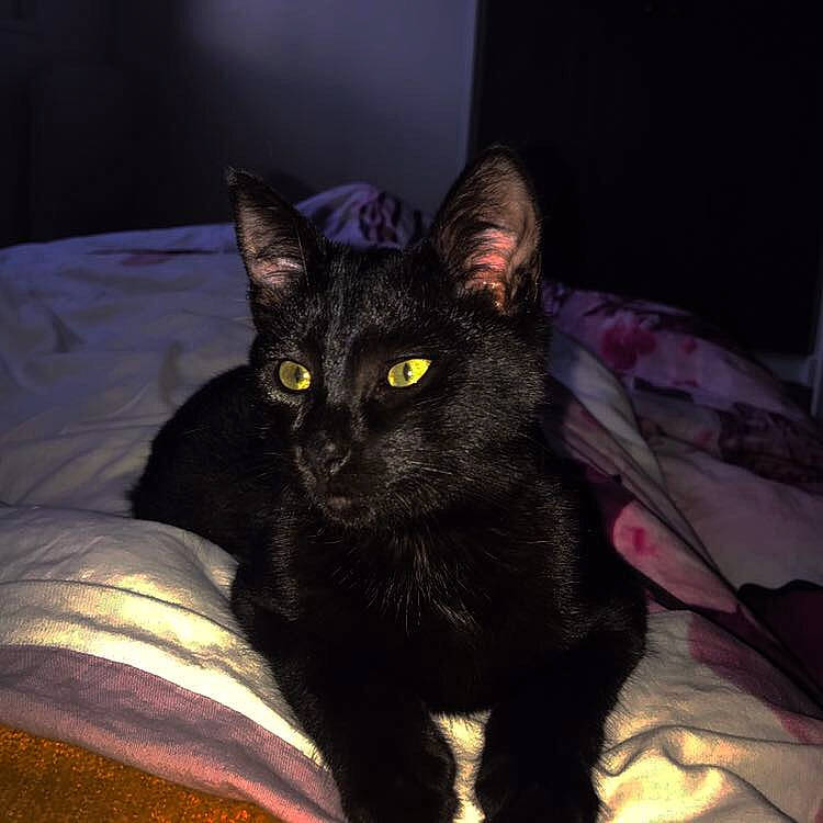 Pixou a rejoint le concours — aidez-le/la à gagner de superbes lots ! asian, black, black_cat, bombay, carnivore, cat, domestic_short_haired_cat, ear, eye, felidae, fur, mammal, night, small_to_medium_sized_cats, whiskers