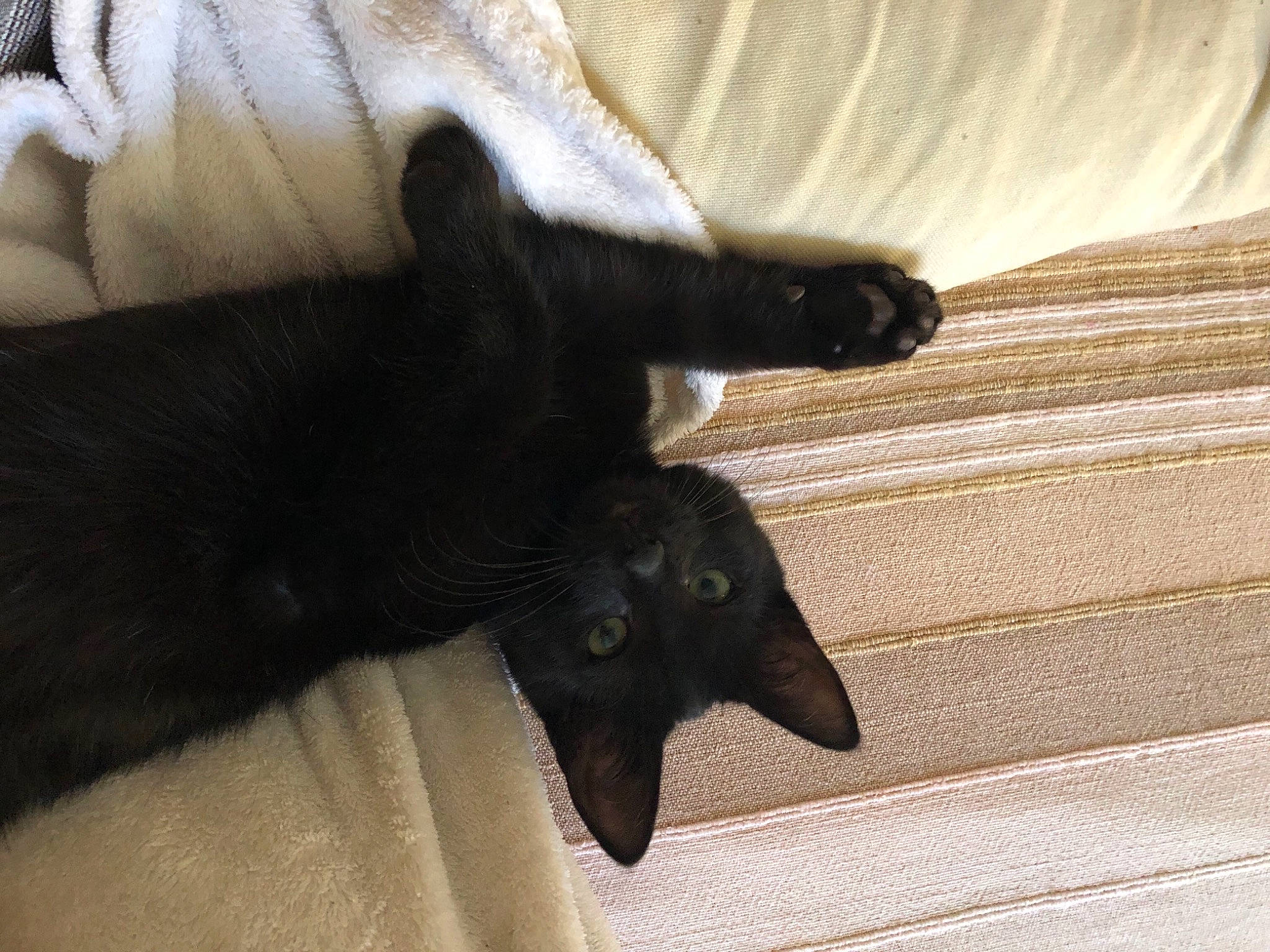 Pixou a rejoint le concours — aidez-le/la à gagner de superbes lots ! black, black_cat, bombay, carnivore, cat, claw, felidae, fur, small_to_medium_sized_cats, snout, tail, whiskers