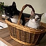 Aprile Et Vini a rejoint le concours — aidez-le/la à gagner de superbes lots ! cat, basket, black_and_white_cat, tabby_cat, wooden_table, indoor, pet, feline, curious, cozy, two_cats, woven_basket, domestic_animal, animal, cute, companions, resting, houseplant, living_space, fur